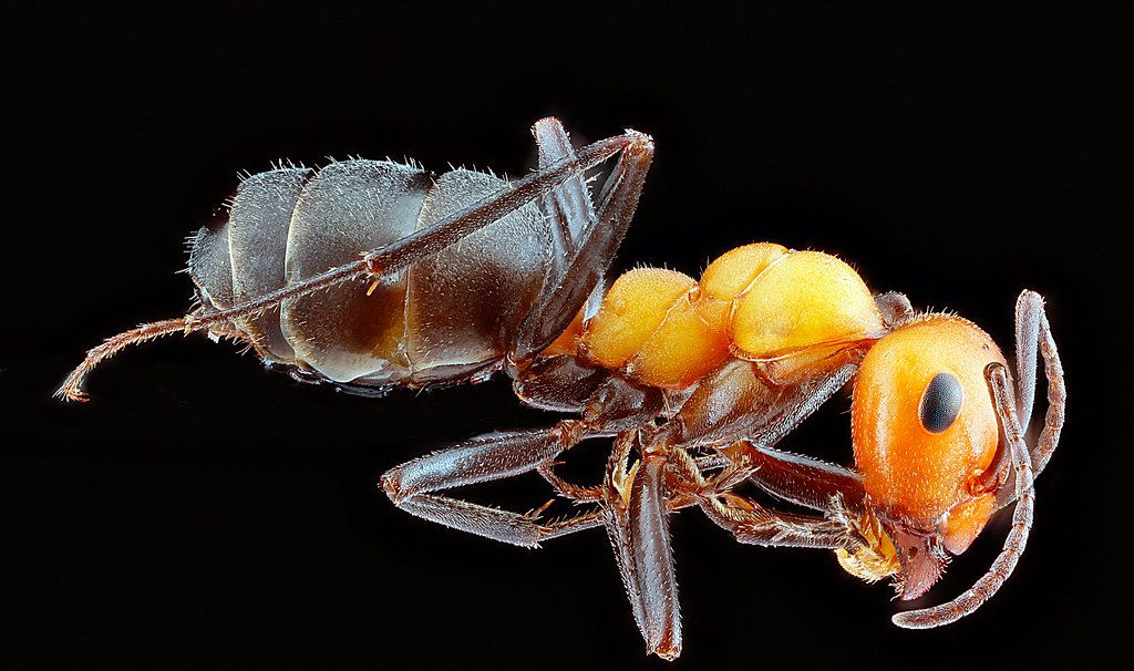Ant Control service in Placentia, CA