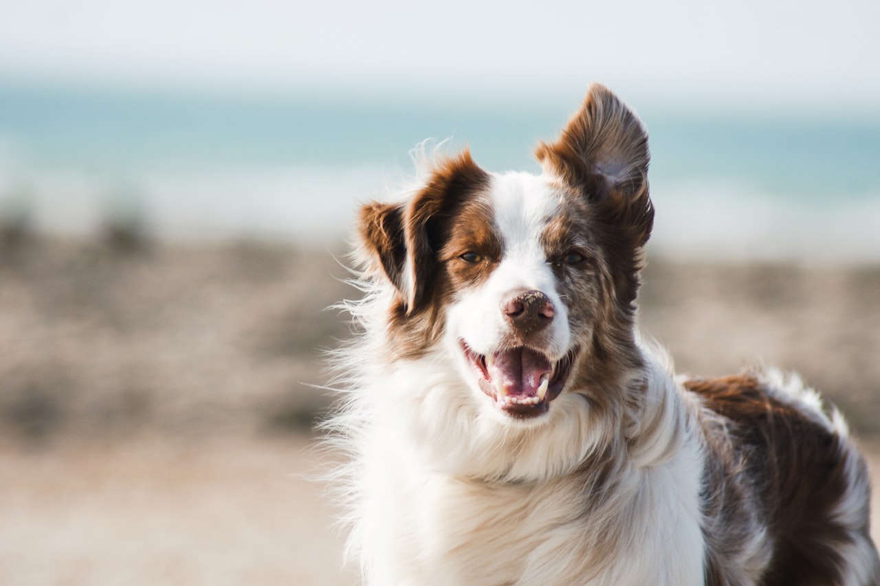 Flea & Tick Control service in Placentia, CA