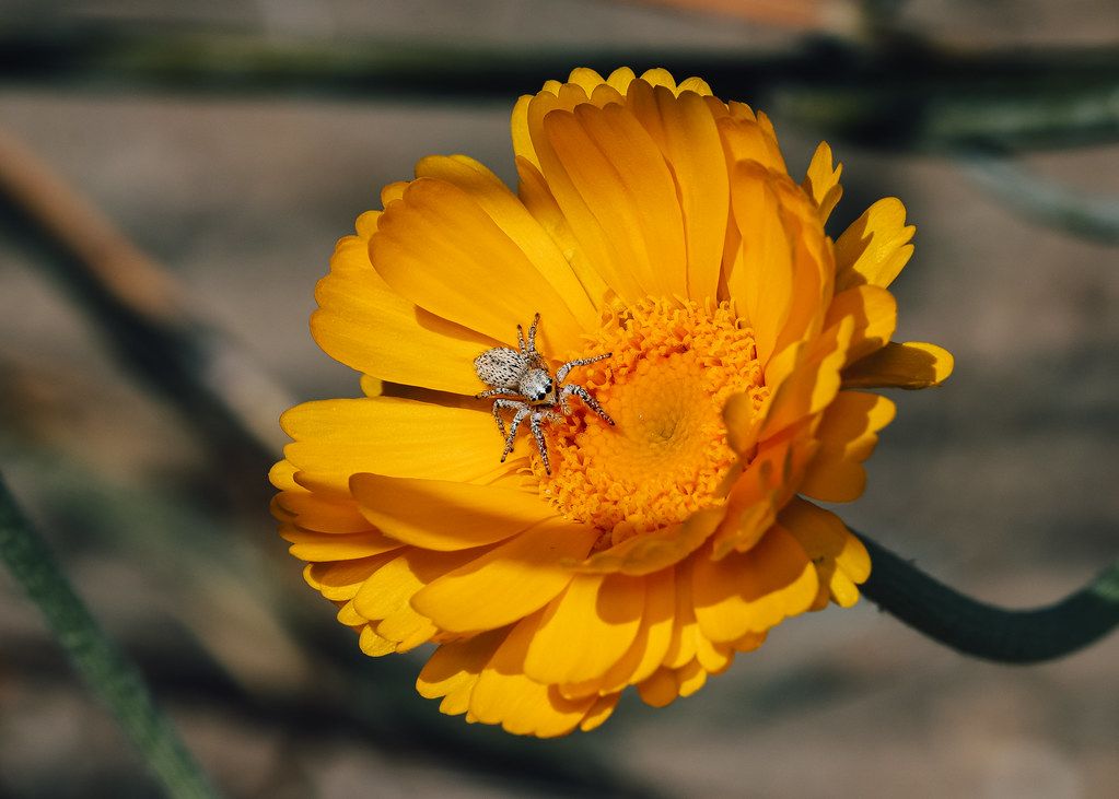 Spider Control service in Placentia, CA